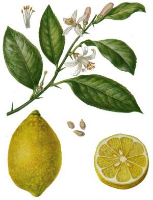Лимон (цитрус лимон)