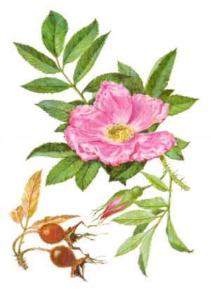 Шиповник коричный, или роза коричная